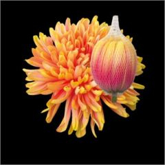 RK CHRYSANT. BARVENÁ ANTONOV SUNSHINE