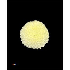 RK CHRYSANT. BARVENÁ SUPERBOWL CREME