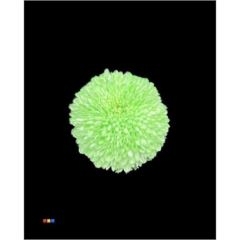 RK CHRYSANT. BARVENÁ SUPERBOWL ZELENÝ