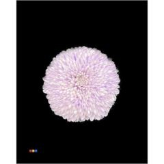 RK CHRYSANT. BARVENÁ SUPERBOWL MILKA