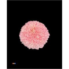 RK CHRYSANT. BARVENÁ SUPERBOWL PASTEL PINK