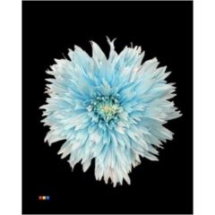 RK CHRYSANT. BARVENÁ UNDERCOVER PASTEL BLUE