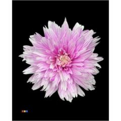 RK CHRYSANT. BARVENÁ UNDERCOVER PASTEL CERISE