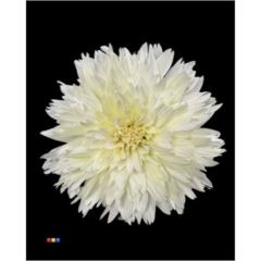 RK CHRYSANT. BARVENÁ UNDERCOVER PASTEL ŽLUTÁ
