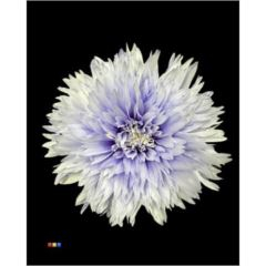 RK CHRYSANT. BARVENÁ UNDERCOVER PASTEL FIALOVÁ