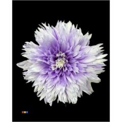 RK CHRYSANT. BARVENÁ UNDERCOVER PASTEL MILKA