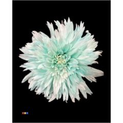 RK CHRYSANT. BARVENÁ UNDERCOVER PASTEL MINT