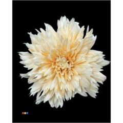 RK CHRYSANT. BARVENÁ UNDERCOVER PASTEL ORANŽOVÁ
