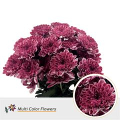 RK CHRYSANT. BARVENÁ ALTAJ BORDEAUX