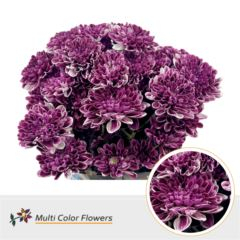 RK CHRYSANT. BARVENÁ ALTAJ DARK CHERRY