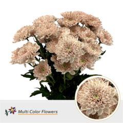 RK CHRYSANT. BARVENÁ ALTAJ DESERT BLOOM