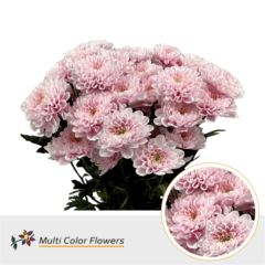 RK CHRYSANT. BARVENÁ ALTAJ SOFT PINK