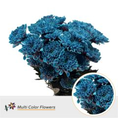 RK CHRYSANT. BARVENÁ ALTAJ TERRA BLUE