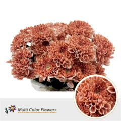 RK CHRYSANT. BARVENÁ ALTAJ TERRACOTTA DREAM