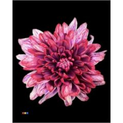 RK CHRYSANT. BARVENÁ BALTICA PASSION