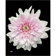 RK CHRYSANT. BARVENÁ BALTICA PASTEL CERISE