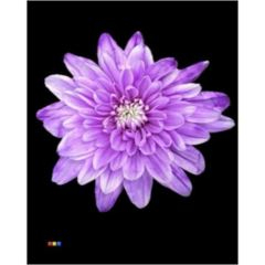 RK CHRYSANT. BARVENÁ BALTICA PASTEL MILKA