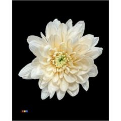 RK CHRYSANT. BARVENÁ BALTICA PASTEL ORANGE