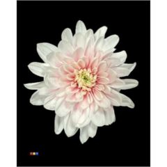 RK CHRYSANT. BARVENÁ BALTICA PASTEL PINK
