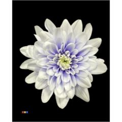 RK CHRYSANT. BARVENÁ BALTICA PASTEL PURPLE FLASH