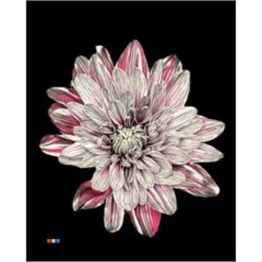 RK CHRYSANT. BARVENÁ BALTICA ROULETTE