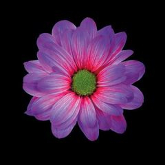RK CHRYSANT. BARVENÁ KOPRETINA EXPRESSION