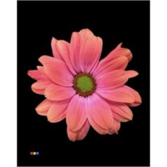 RK CHRYSANT. BARVENÁ KOPRETINA FIREBALL