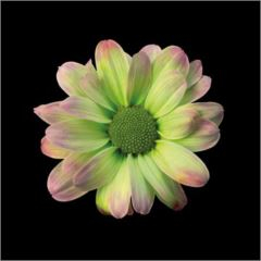 RK CHRYSANT. BARVENÁ KOPRETINA HORTENSIA