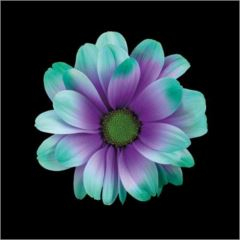 RK CHRYSANT. BARVENÁ KOPRETINA IBIZA