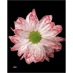 RK CHRYSANT. BARVENÁ KOPRETINA LIPSTICK