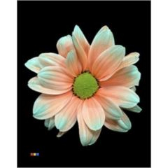 RK CHRYSANT. BARVENÁ KOPRETINA MENTHOL RED