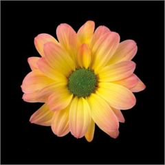 RK CHRYSANT. BARVENÁ KOPRETINA MOONSHINE
