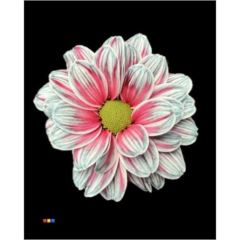 RK CHRYSANT. BARVENÁ KOPRETINA OCEAN FRESH