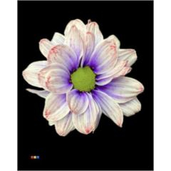 RK CHRYSANT. BARVENÁ KOPRETINA PASSION