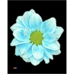 RK CHRYSANT. BARVENÁ KOPRETINA PASTEL BLUE
