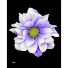 RK CHRYSANT. BARVENÁ KOPRETINA PASTEL LILA