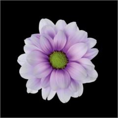 RK CHRYSANT. BARVENÁ KOPRETINA PASTEL MILKA