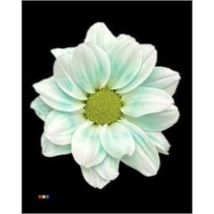 RK CHRYSANT. BARVENÁ KOPRETINA PASTEL MINT