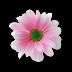 RK CHRYSANT. BARVENÁ KOPRETINA PASTEL PINK