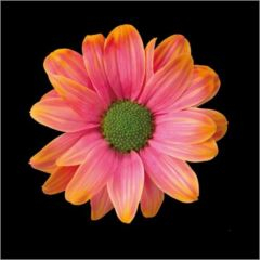 RK CHRYSANT. BARVENÁ KOPRETINA ROMA