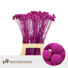 RK CRASPEDIA CERISE