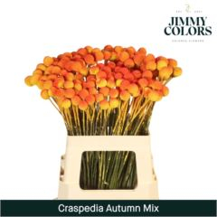 RK CRASPEDIA BARVENÁ AUTUM MIX