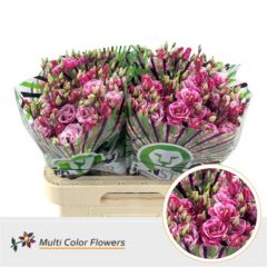 RK EUSTOMA BARVENÁ CERISE