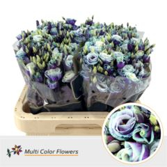 RK EUSTOMA BARVENÁ MILKY WAY
