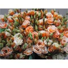 RK EUSTOMA BARVENÁ ORANŽOVÁ