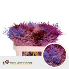 RK SOLIDAGO BARVENÉ LOVE MIX