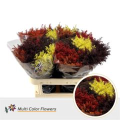 RK SOLIDAGO BARVENÉ HERFST MIX