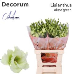 RK EUSTOMA ALLISA ZELENÁ
