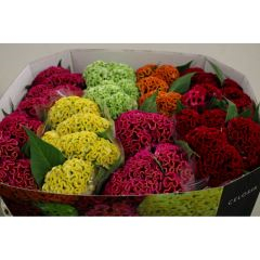 RK CELOSIA MIX