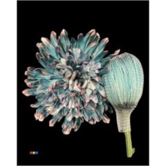 RK CHRYSANT. BARVENÁ ANTONOV PETROL